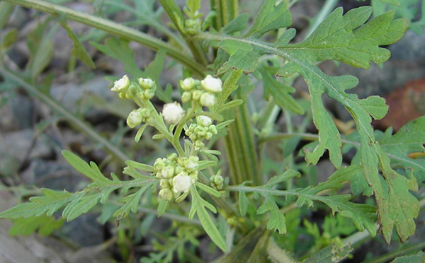 Parthenium Hysterophorus